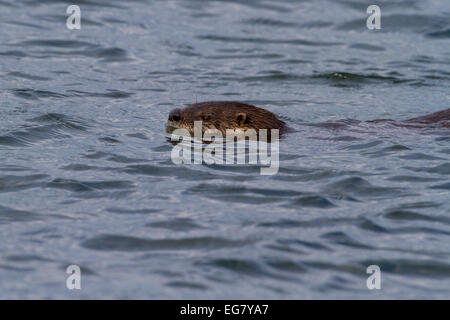 Northern River Otter (Lontra canadensis) swimming along the shoreline at Whiffen Spit, Sooke, BC, Canada in January