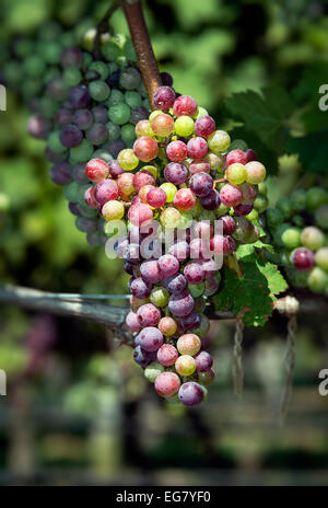 Truro Vineyards, Cape Cod, Massachusetts, USA Stock Photo