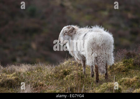 Photograph of an isolated ram on a mountain top in Wales with a natural background and looking to left Stock Photo