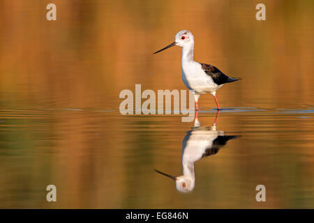 Black-winged Stilt (Himantopus himantopus) foraging for food, reflection on the water surface, Majorca, Balearic Islands, Spain Stock Photo