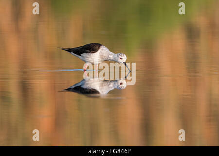 Black-winged Stilt (Himantopus himantopus) foraging for food, reflection on the water surface, Majorca, Balearic Islands, Spain Stock Photo