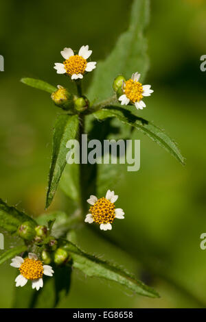 little flower (Galinsoga ciliata) on blurred background Stock Photo