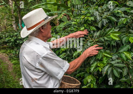 SALENTO, ZONA CAFETERIA, COLOMBIA - November, 28: Old farmer harvesting coffee beans on November, 28, 2009 in Salento, Zona Cafe Stock Photo