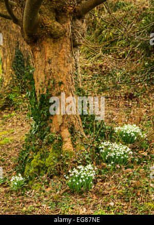 Snowdrops growing on the roadside in Cornwall Stock Photo