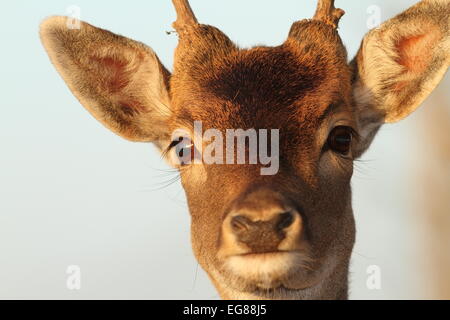 funny portrait of a fallow deer buck ( Dama ) Stock Photo