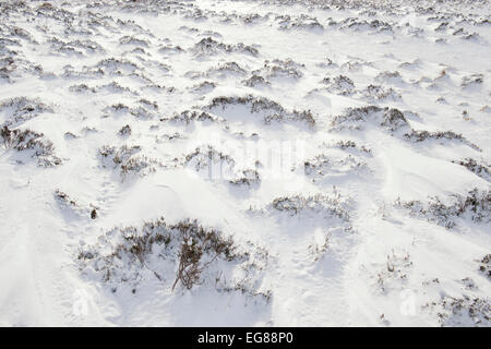 Snow covered heather in the Braemar Pass, Cairngorms National Park in winter. Scottish Highlands. Scotland Stock Photo