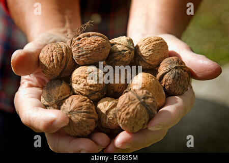 hands with a freshly picked walnuts walnut manos con nueces recien cogidas de un nogal Stock Photo