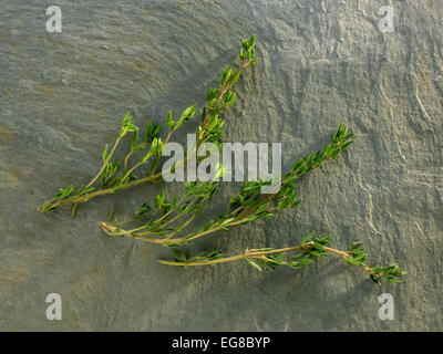 herbs: thyme Stock Photo