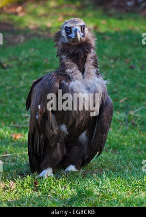 Eurasian Black Vulture, Monk Vulture (Aegypius monachus), in nest Stock ...