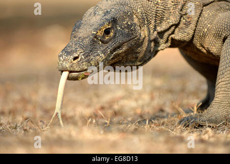 Komodo dragon ( Varanus komodoensis ) with the forked tongue sniff air ...