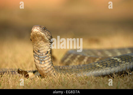 King Cobra (ophiophagus Hannah) On Ground With Head And Neck Raised In 