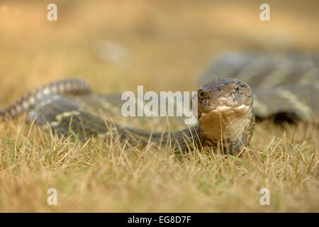 King Cobra (Ophiophagus hannah) on ground, Bali, Indonesia, October Stock Photo