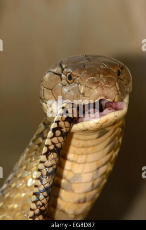 King Cobra (Ophiophagus hannah) swallowing a rat snake, Bali, Indonesia, October, captive Stock Photo