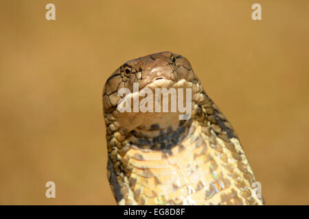 King Cobra (Ophiophagus hannah) close-up of head, Bali, Indonesia, October Stock Photo