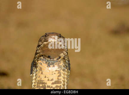 King Cobra (Ophiophagus hannah) close-up of head, Bali, Indonesia, October Stock Photo