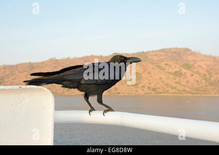 Jungle Crow (Corvus macrorhynchos) also called Large-billed Crow or Thick-billed Crow, perched on ship, Komodo Island, Indonesia Stock Photo