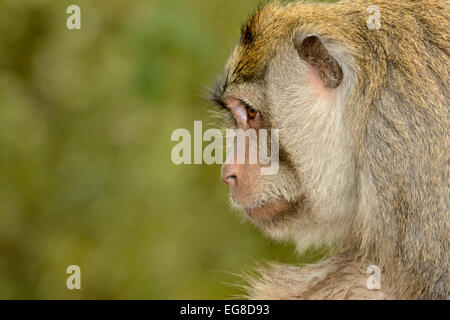 Crab-eating or Long-tailed Macaque (Macaca fascicularis) portrait, Bali, Indonesia, October Stock Photo