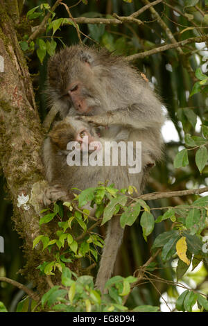 Crab-eating or Long-tailed Macaque (Macaca fascicularis) mother grooming baby in tree, Bali, Indonesia, October Stock Photo