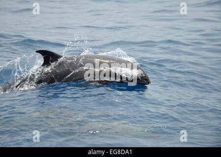 Melon-headed Whale (Peponocephala electra) surfacing, Bali Sea, Indonesia, October Stock Photo