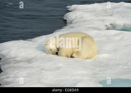 Polar Bear (Ursus maritimus) sleeping on ice floe, off the coast of Baffin Island, Canada, August Stock Photo