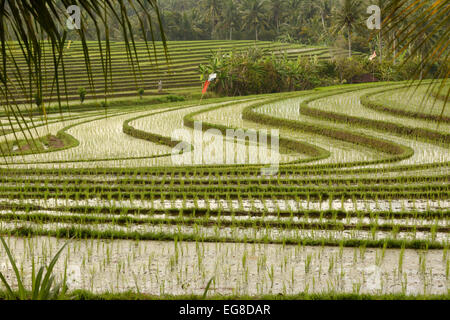 Asain Rice (Oryza sativa) growing in terraced field, Bali, Indonesia, October Stock Photo