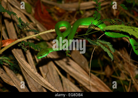 White-lipped Island Pit Viper (Trimersursus unsularis) resting on small branch at night, Bali, Indonesia, October