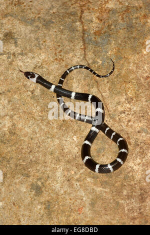 Malayan Banded Wolf Snake (Lycodon subcinctus) resting on rock, Bali, Indonesia, October Stock Photo