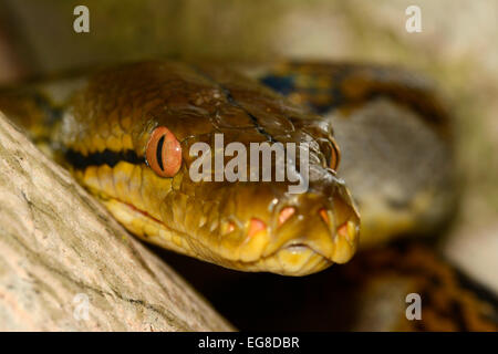 Reticulated Python (Python reticulatus) close-up of head, Bali, Indonesia, October Stock Photo