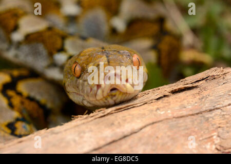 Reticulated Python (Python reticulatus) close-up of head, Bali, Indonesia, October Stock Photo