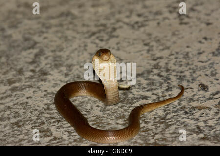 Javan Spitting Cobra (Naja sputatrix) juvenile, deadly venomous, Bali, Indonesia, October Stock Photo