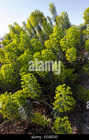 Biennial flower stems of the shrubby Mediterranean euphorbia, Euphorbia characias ssp wulfenii Stock Photo