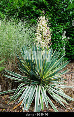 Yucca gloriosa variegata in flower Stock Photo