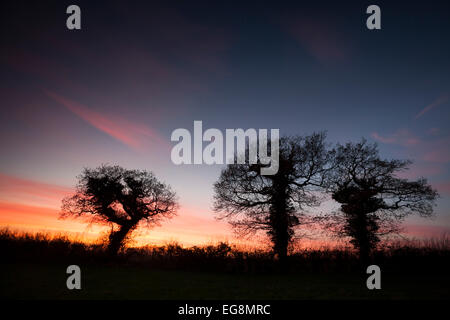 Three English oak trees on the skyline at sunset in Norfolk, England, UK Stock Photo