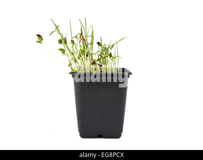 Germinated seeds on a bright background Stock Photo