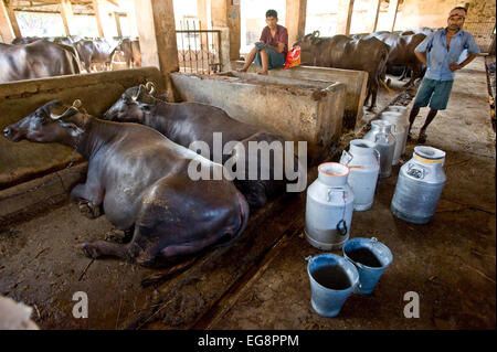 Aarey Milk Colony is a conglomeration of private buffalo dairy farms situated in Goregaon a suburb of Mumbai. It covers an area Stock Photo