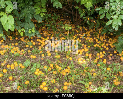 Wind-fall plum fruits in garden - France. Stock Photo