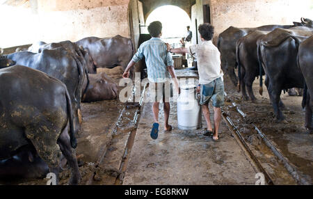 Aarey Milk Colony is a conglomeration of private buffalo dairy farms situated in Goregaon a suburb of Mumbai. It covers an area Stock Photo