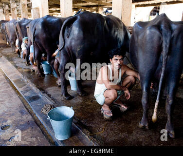 Aarey Milk Colony is a conglomeration of private buffalo dairy farms situated in Goregaon a suburb of Mumbai. It covers an area Stock Photo