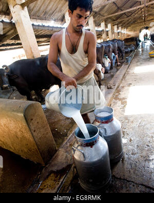 Aarey Milk Colony is a conglomeration of private buffalo dairy farms situated in Goregaon a suburb of Mumbai. It covers an area of some 35000 acres and was donated to the state of Maharashtra by Mr Aarey the founder of Aarey Dairy's in 1949. The Buffalo produce on average 30 litres / day . The milk produced is  'loose' ie raw milk that is sold direct or wholesale to shopkeepers and sweet martes without any additional treatment save for chilling by ice.  The higher fat content of 7% makes it ideal for sweet manufacture but also more expensive than cow's milk 35-40 INR / litre as opposed to 25 I Stock Photo