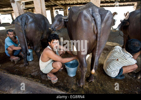 Aarey Milk Colony is a conglomeration of private buffalo dairy farms situated in Goregaon a suburb of Mumbai. It covers an area Stock Photo