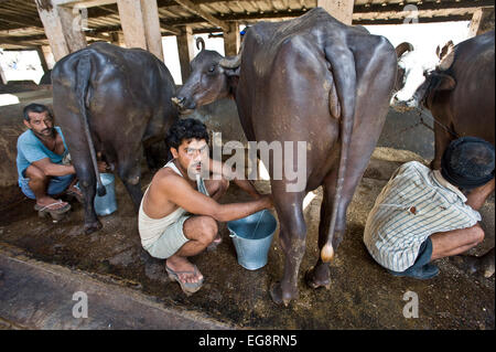 Aarey Milk Colony is a conglomeration of private buffalo dairy farms situated in Goregaon a suburb of Mumbai. It covers an area Stock Photo