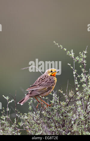 Cape longclaw (Macronyx capensis) in the Amakhala Game Reserve, Eastern Cape, South Africa. Stock Photo