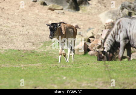 Young Eastern white-bearded Wildebeest (Connochaetes taurinus albojubatus) walking on a savanna, mature animals grazing in back Stock Photo