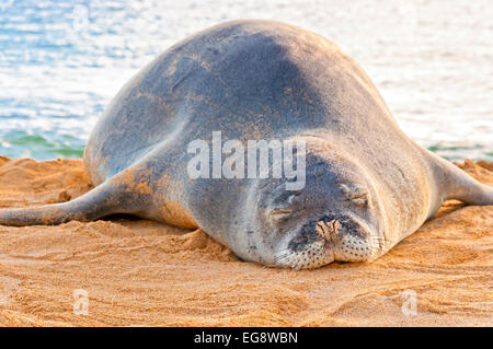An endangered Hawaiian Monk Seal rests on Poipu beach at sunset in Kauai, Hawaii Stock Photo