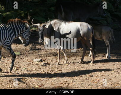 Eastern white-bearded Wildebeest or Gnu (Connochaetes taurinus albojubatus) encountering a Grant's Zebra Stock Photo