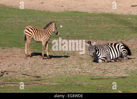 Mature Grant's zebra (Equus quagga boehmi) rolling on her back and taking a dust bath, young foal standing by