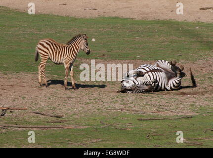 Mature Grant's zebra (Equus quagga boehmi) rolling on her back and taking a dust bath, young foal standing by
