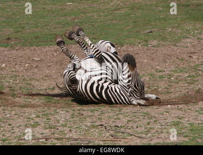 Mature male Grant's zebra (Equus quagga boehmi) rolling on his back and taking a dust bath