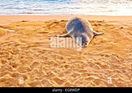 An endangered Hawaiian Monk Seal rests on Poipu beach at sunset in Kauai, Hawaii Stock Photo