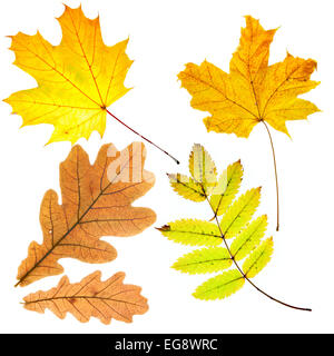 Dry fallen leaves isolated over whte background Stock Photo
